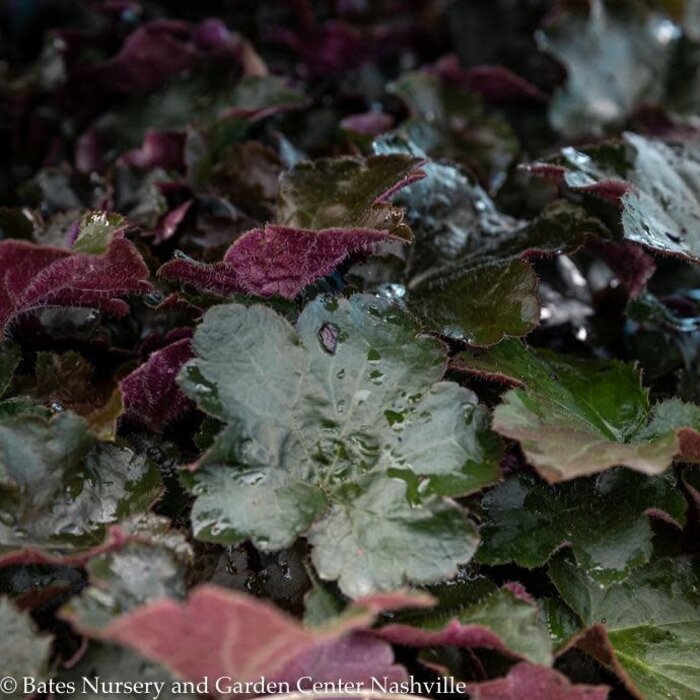 https://cdn.shoplightspeed.com/shops/642885/files/47247575/700x700x2/p86-heuchera-heucherella-tiarella-1-heuchera-micra.jpg