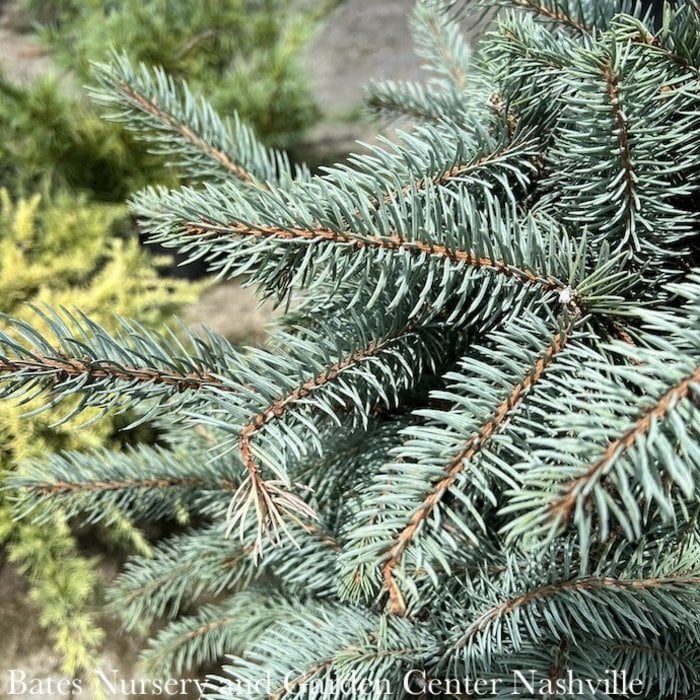 #10 Picea pungens Fat Albert/ Dwarf Blue Spruce