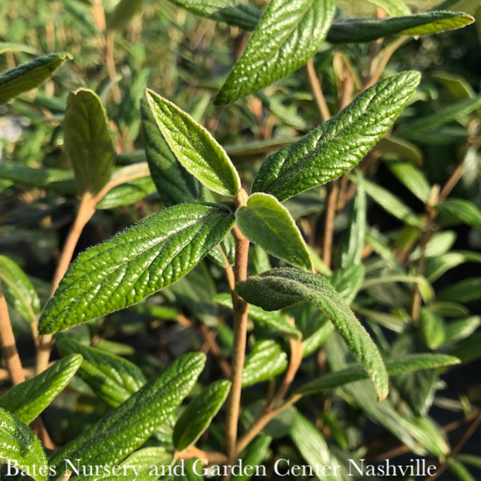 #3 Viburnum x pragense DECKER/ Prague Evergreen