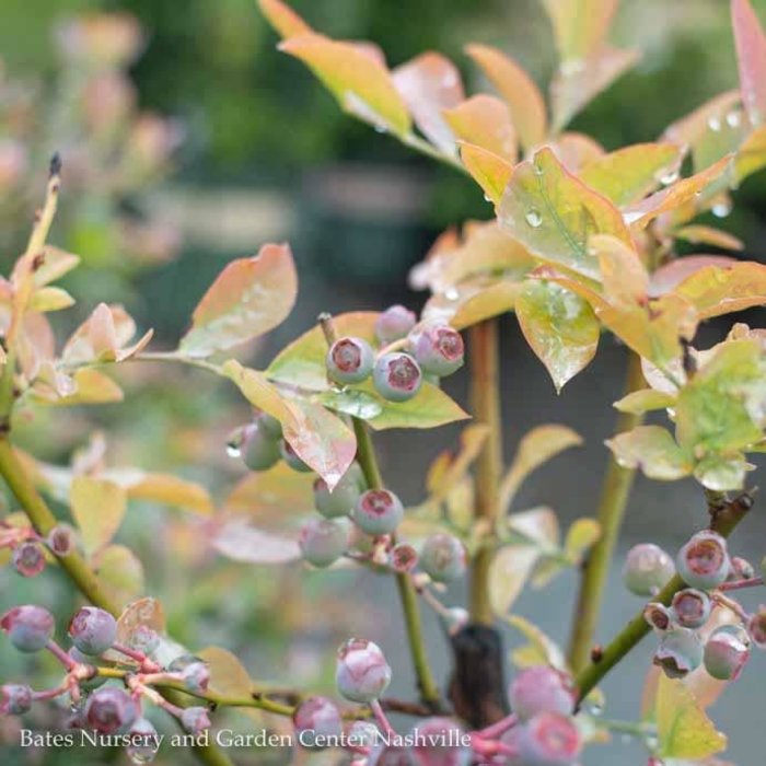 Edible #1 Vaccinium ashei Tifblue/Rabbiteye Blueberry Native (TN)