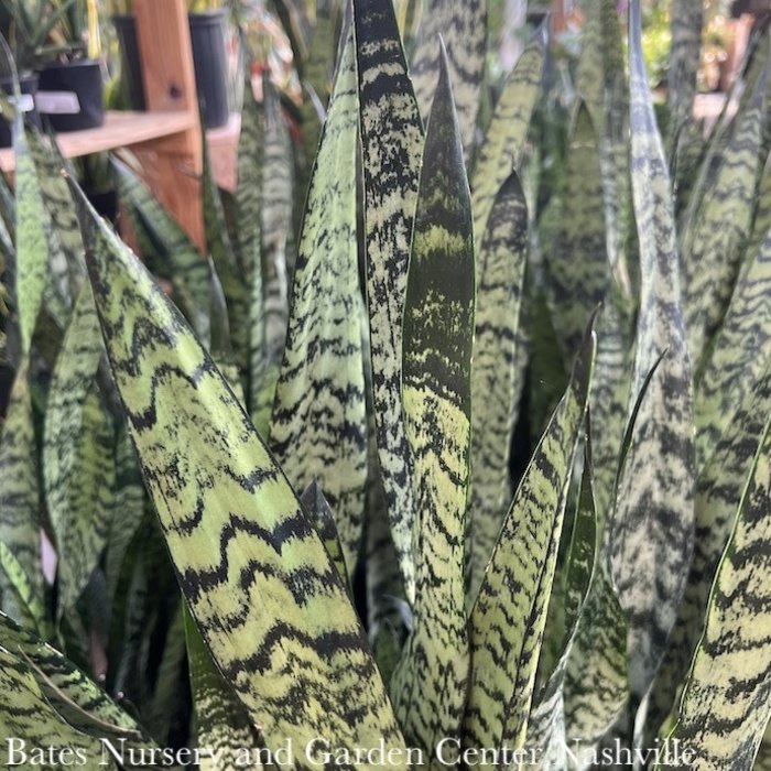 14p! Sansevieria Assorted /Snake Plant /Mother-in-Law Tongue /Tropical