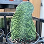 5p! Sansevieria SHARK /WHALE FIN /Snake Plant /Mother-in-Law Tongue /Tropical