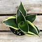 4p! Sansevieria Lotus Hahnii /Snake Plant /Mother-in-Law Tongue /Tropical