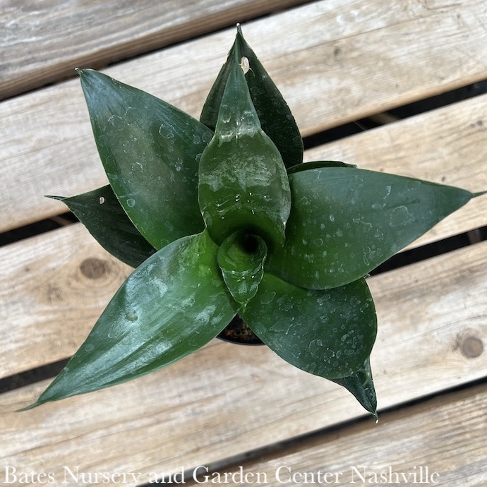 4p! Sansevieria Black Hahnii /Snake Plant /Mother-in-Law Tongue /Tropical