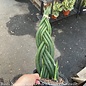 6p! Sansevieria Dragon Fingers /Mother-in-Law Tongue /Snake Plant /Tropical