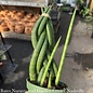 4p! Sansevieria Dragon Fingers /Mother-in-Law Tongue /Snake Plant /Tropical