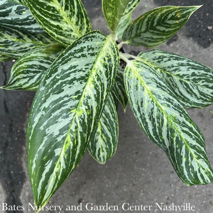 5p! Aglaonema  Golden Madonna / Chinese Evergreen /Tropical