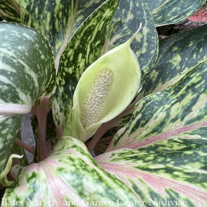 Aglaonema