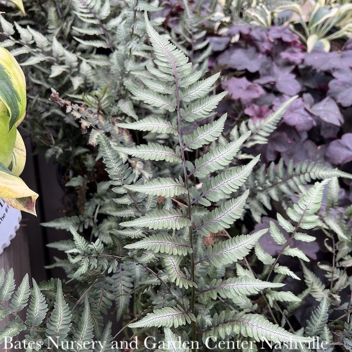 #1 Athyrium niponicum Godzilla/ Japanese Painted Fern