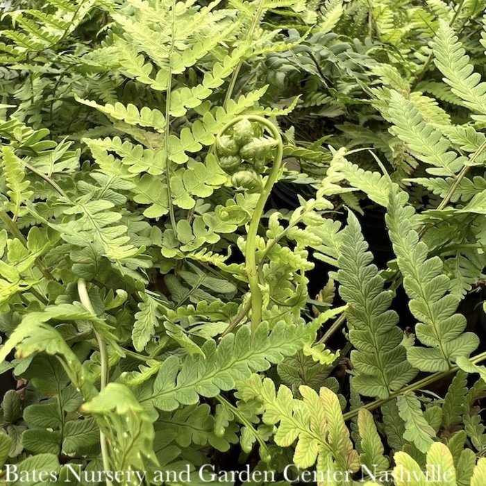 #1 Dryopteris marginalis/ Eastern Wood/ Leatherwood Fern Native (TN)