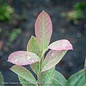 Edible #2 Vaccinium ashei Climax/Rabbiteye Blueberry Native (TN)