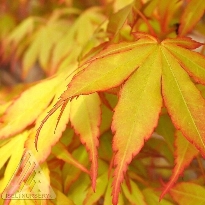 #15 BOX Acer pal Katsura/ Yellow-Green Upright Japanese Maple