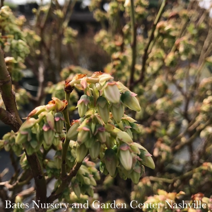 Edible #2 Vaccinium x Bushel and Berry Jelly Bean/ Dwarf Highbush Blueberry