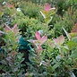 Edible #2 Vaccinium cory Bushel and Berry Peach Sorbet/ Dwarf Highbush Blueberry Native (TN)