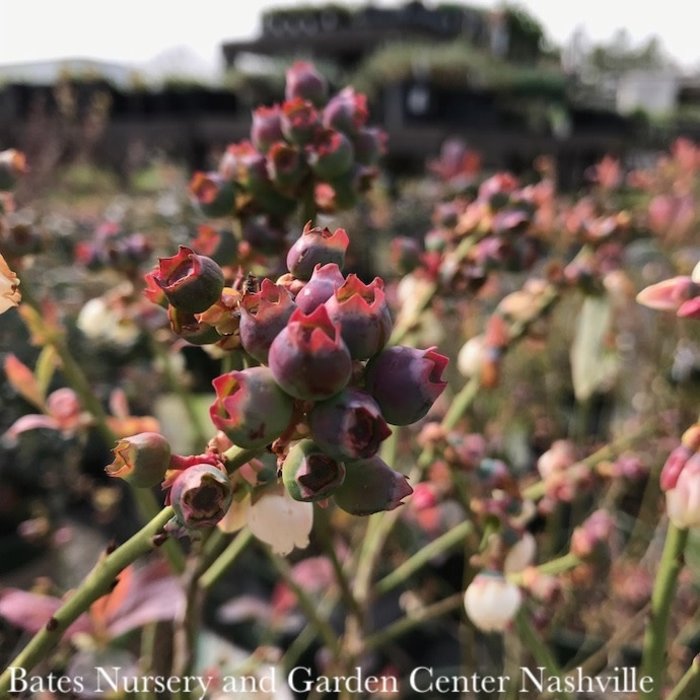 Edible #2 Vaccinium cory Bushel and Berry Peach Sorbet/ Dwarf Highbush Blueberry Native (TN)