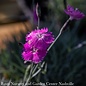 #1 Dianthus Firewitch/Cheddar Pink