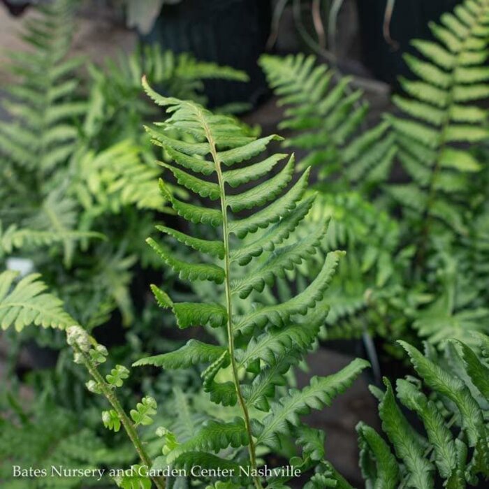 #1 Thelypteris normalis/ Southern Wood Fern Native (R)