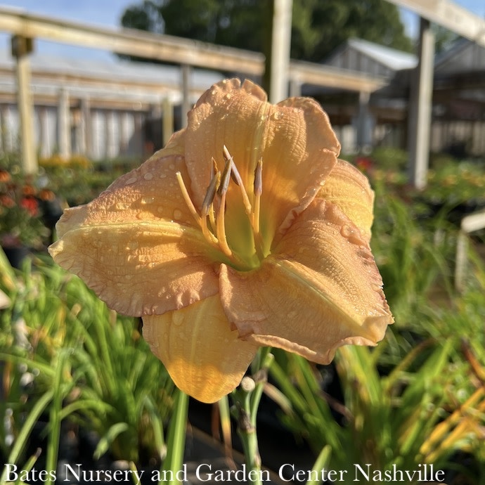 #1 Hemerocallis 'Big Kiss'/Daylily Repeat Double Peach