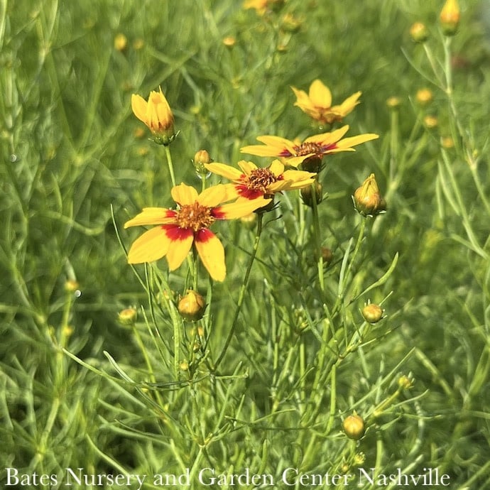 #1 Coreopsis vert Sizzle & Spice 'Curry Up'/ Yellow and Red Tickseed Native (TN)