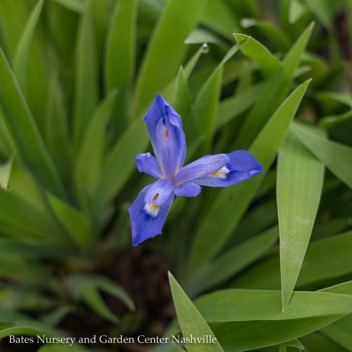 4p Iris cristata/ Dwarf Crested Native (TN)