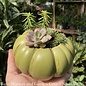5P Succulent Heirloom Pumpkin