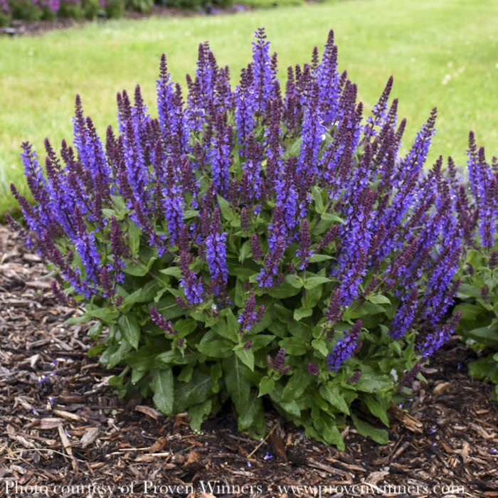 #1 Salvia nemorosa PW Violet Profusion/ Meadow Sage