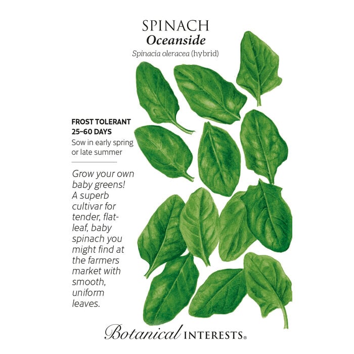 Seed Veg Spinach Oceanside - Spinacia oleracea (hybrid)