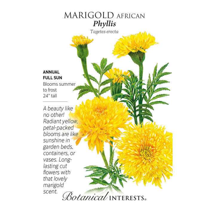 Seed Flwr Marigold African Phyllis - Tagetes erecta