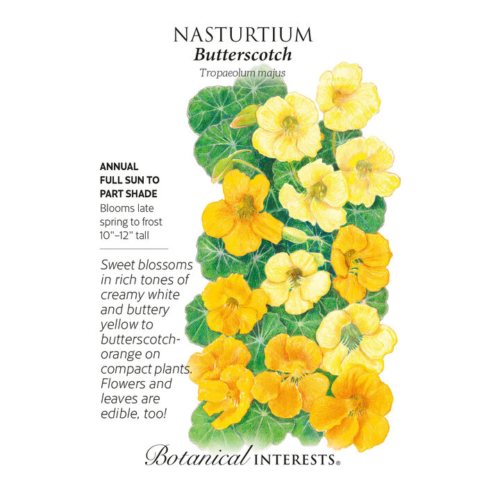 Seed Flwr Nasturtium Butterscotch - Tropaeolum majus