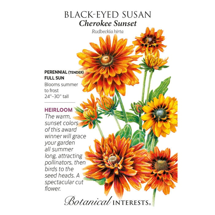 Seed Flwr Black-Eyed Susan Cherokee Sunset - Rudbeckia hirta Native (TN)