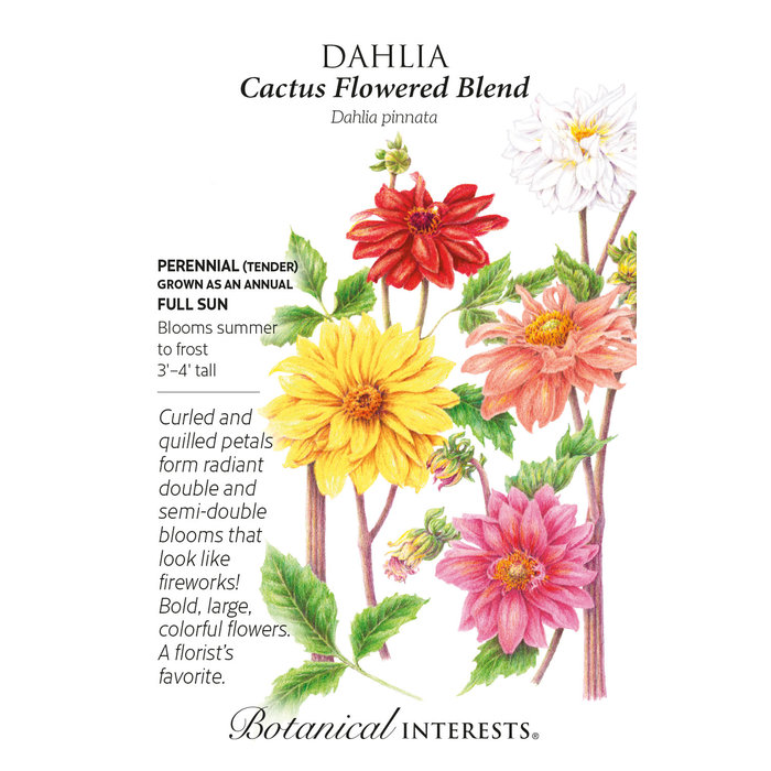 Seed Flwr Dahlia Cactus Flowered Blend (hybrid) - Dahlia pinnata