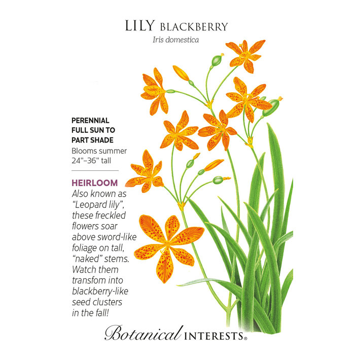 Seed Flwr Lily Blackberry Orange - Iris domestica