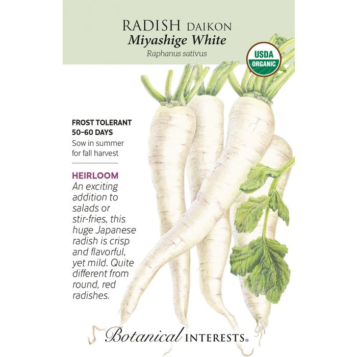 Seed Veg Radish Daikon (white) Organic - Raphanus sativus