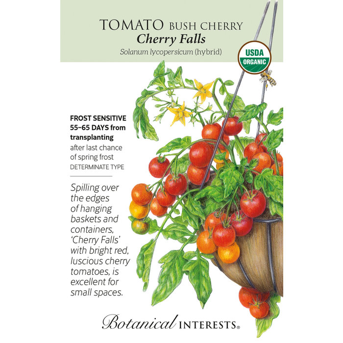 Seed Veg Tomato Cherry Cherry Falls Organic - Solanum lycopersicum