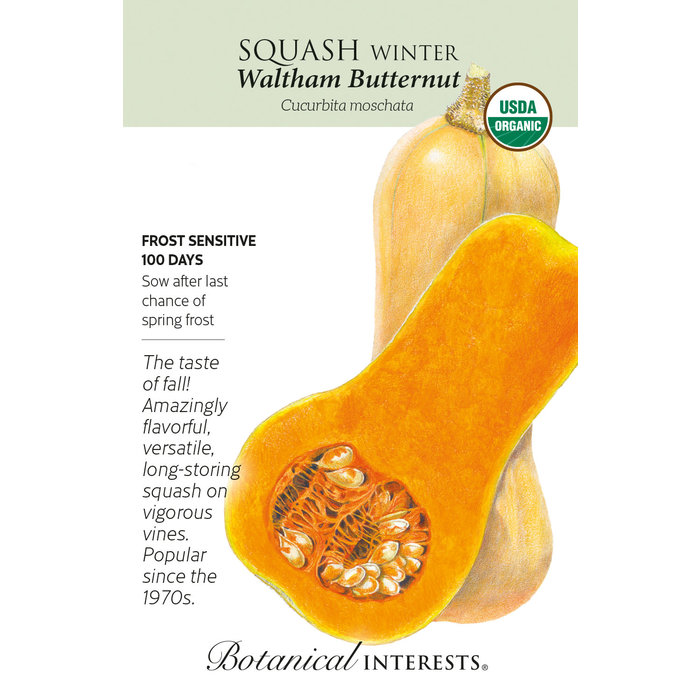 Seed Veg Squash Winter Waltham Butternut Organic - Cucurbita moschata