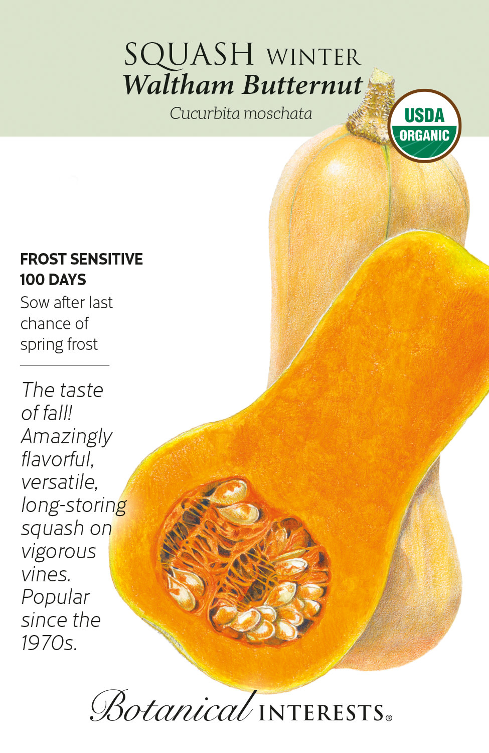 Seed Veg Squash Winter Waltham Butternut Organic - Cucurbita moschata