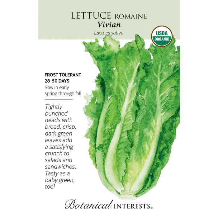 Seed Veg Lettuce Romaine Vivian Organic - Lactuca sativa