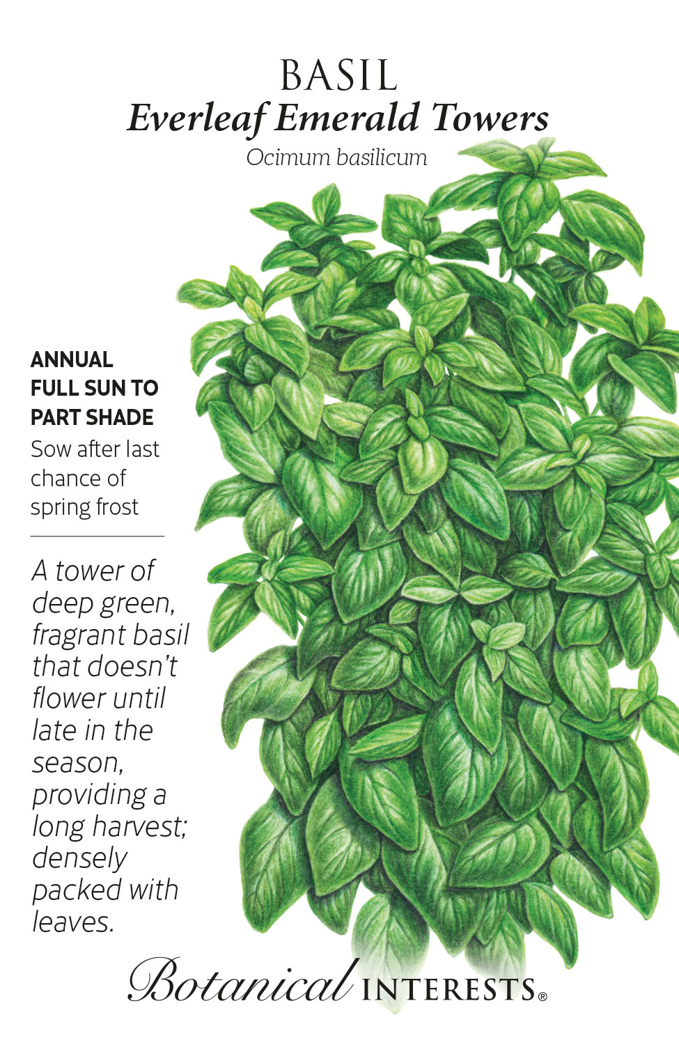 Seed Herb Basil Everleaf Emerald Towers - Ocimum basilicum