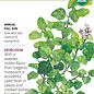 Seed Herb Marjoram Organic Heirloom - Origanum majorana