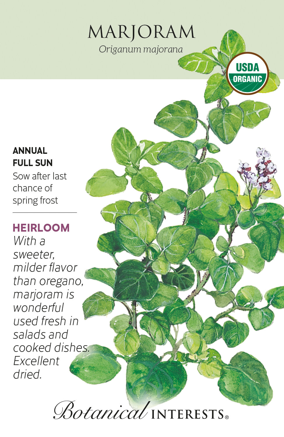 Seed Herb Marjoram Organic Heirloom - Origanum majorana