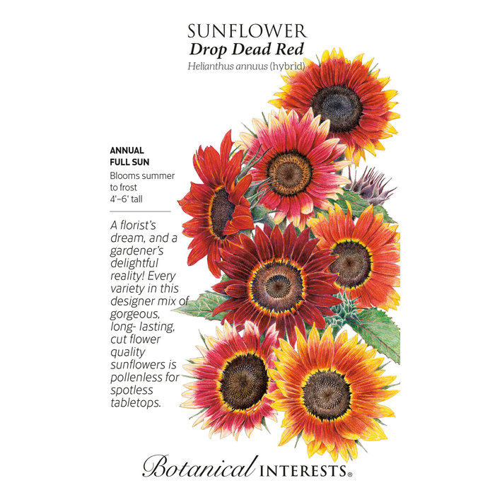 Seed Sunflower Drop Dead Red (hybrid) - Helianthus annuus Native (TN) - Lrg Pkt