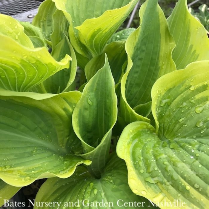 #1 Hosta x PW Shadowland Seducer/Variegated