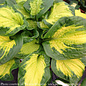 #1 Hosta x PW Shadowland Etched Glass/variegated