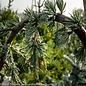 Topiary #5 SERPENTINE Cedrus atlantica Glauca Pendula/ Weeping Blue Atlas Cedar
