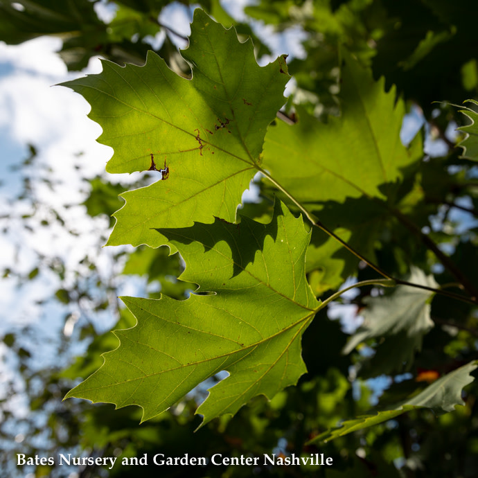 #7 Platanus x acerifolia Exclamation/ London Planetree