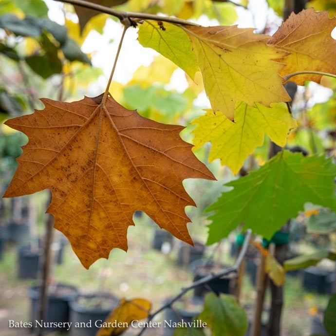 #10 Platanus x acerifolia Exclamation/ London Planetree