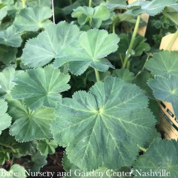 #1 Alchemilla mollis Auslese/ Lady's Mantle