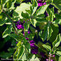 #3 Callicarpa americana/Beautyberry Native (TN)