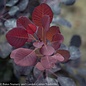 #7 Cotinus coggygria Winecraft Black/ Smoketree