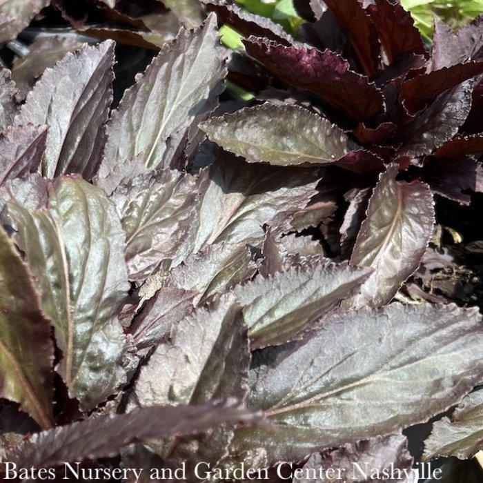 #1 Lobelia card Black Truffle/ Red Cardinal Flower Native (TN)